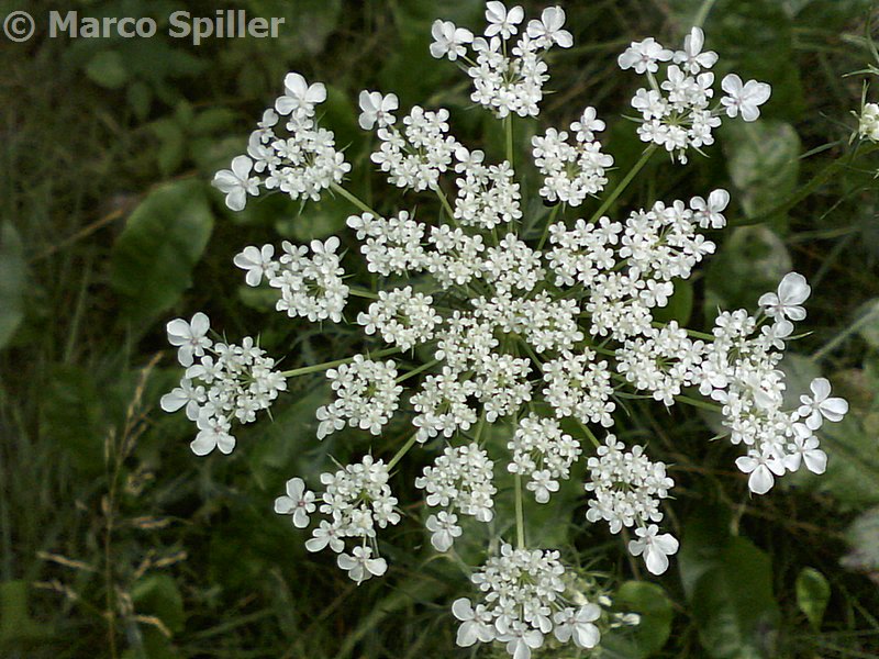 Daucus carota